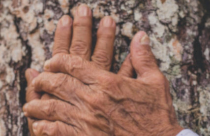 Le viager et la protection du conjoint : la réversibilité de la rente viagère. Mains ridées se posant sur l'écorce d'un arbre, symbolisant la protection du conjoint.