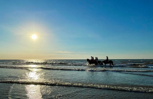 Vendre en viager et transmettre des valeurs Cavalier sur la plage au coucher de soleil, marchant dans les vagues.