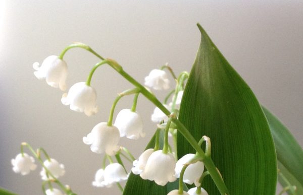 Les cinq avantages de la vente en viager Brins de muguet blancs en fleurs avec de grandes feuilles vertes.