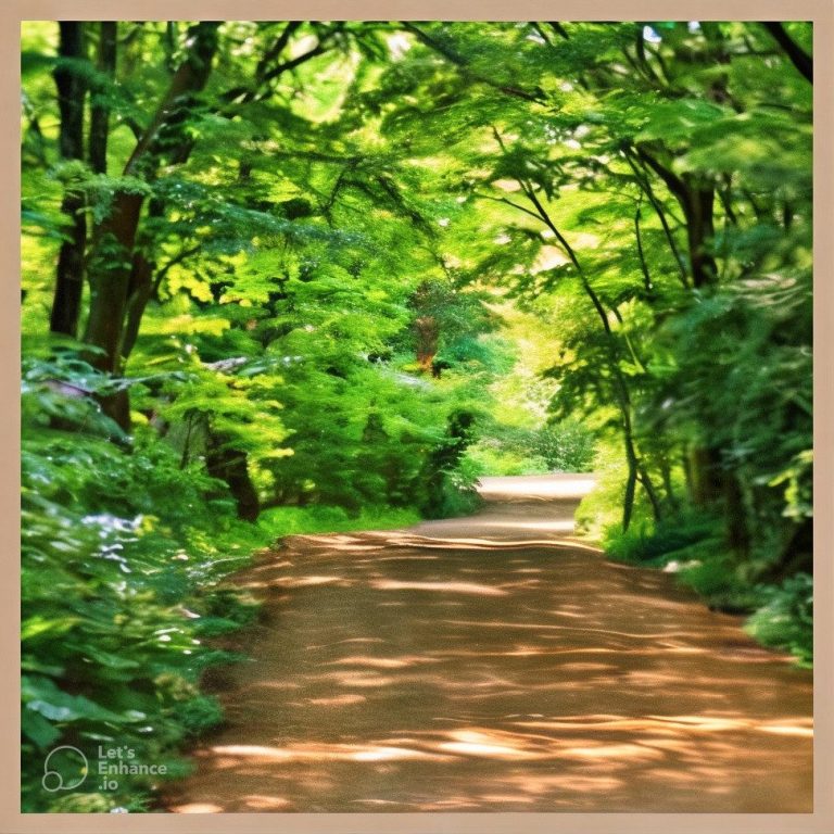 Sentier boisé avec des arbres verdoyants et une lumière douce filtrant à travers les feuilles.